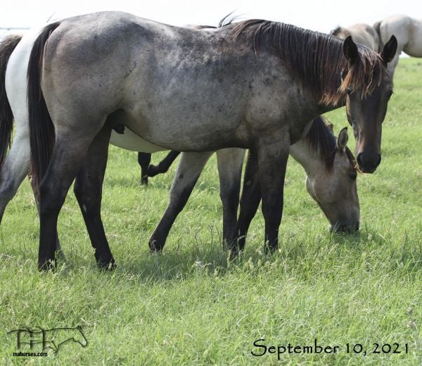 Miss Shiney's 2020 roan colt